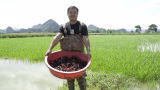 广西珠玥稻虾共作示范基地工人打捞小龙虾（梁永艺 摄）