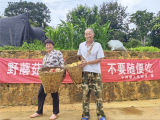 李朝文夫妇喜采野生菌（张英 摄）