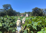 山田村莲子种植基地 （吴庆 摄）